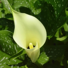 Kalia, White, Colourfull Flowers