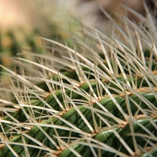 Cactus, Spikes