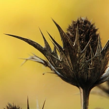 Spikes, dry, teasel