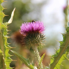 teasel, Spikes