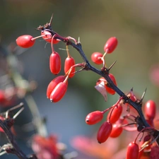 twig, Fruitbodies, Spikes, barberry