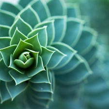 Cactus, spiral