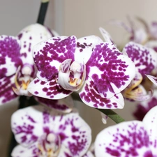 Flowers, purple, spots, orchid