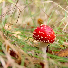 White, toadstool, Hat, Red, mushroom, Spots, grass