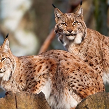 spots, lynx, Logs