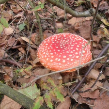 Red, White, Spots, toadstool