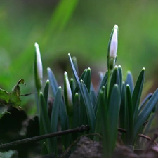 Spring, snowdrops, Buds