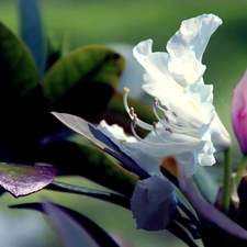 White, Leaf, Spring, Colourfull Flowers