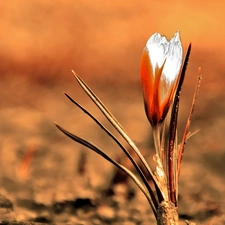 crocus, Spring