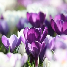 Spring, purple, crocuses