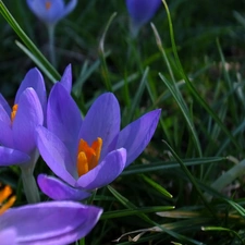 Spring, purple, crocuses