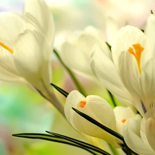 Spring, White, crocuses