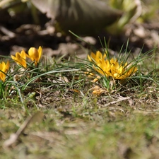 Spring, Yellow, crocuses