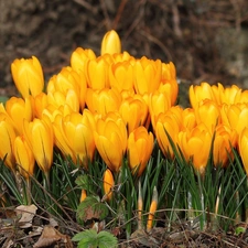 Spring, Yellow, crocuses