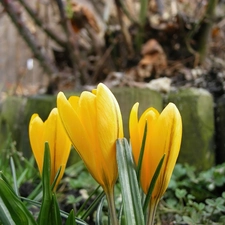 crocuses, Spring