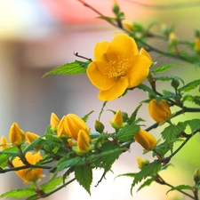 Spring, branch, Flowers