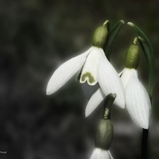 Spring, snowdrops, Flowers