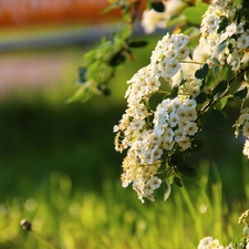 Spring, White, Flowers