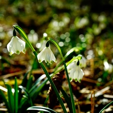 Spring, Flowers, flurry