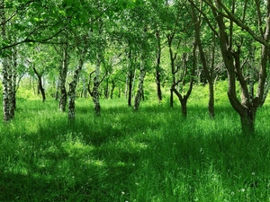 forest, grass, Spring, birch