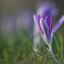 lilac, Colourfull Flowers, Spring, crocus