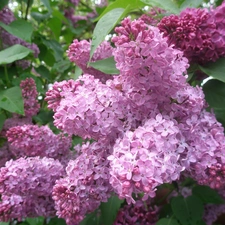 Spring, Flowers, lilac