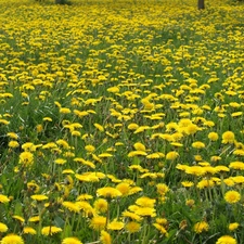 Spring, dandelions, Meadow