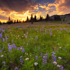 Spring, Meadow, clouds, forest, dark