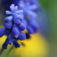Muscari, Colourfull Flowers, Spring, blue