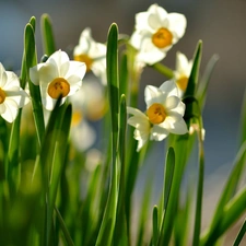 narcissus, Spring