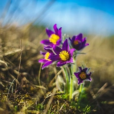 Spring, Flowers, pasque