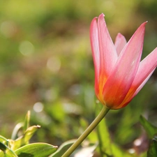 Pink, Colourfull Flowers, Spring, tulip