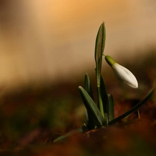 Snowdrop, Colourfull Flowers, Spring, White