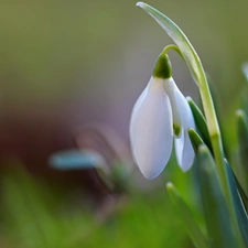 Snowdrop, Colourfull Flowers, Spring, White