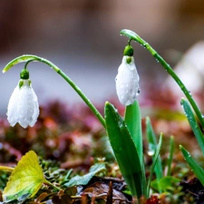 snowdrops, Spring