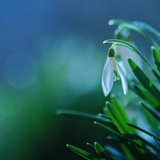 snowdrops, Flowers, Spring, White