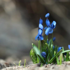 Siberian squill, Flowers, Spring, Blue