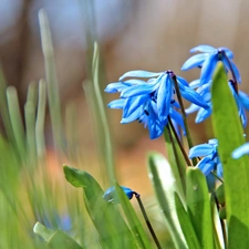 Siberian squill, Flowers, Spring, Blue