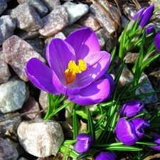 Spring, crocuses, Stones