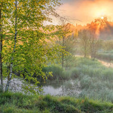 birch-tree, grass, Spring, River, Sunrise