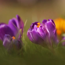 Violet, Colourfull Flowers, Spring, crocus