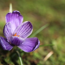 Violet, Colourfull Flowers, Spring, crocus