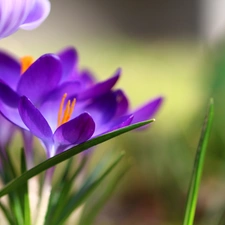 Violet, Colourfull Flowers, Spring, crocus