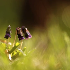 Violets, Flowers, Spring, fragrant