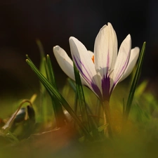 White, Colourfull Flowers, Spring, crocus