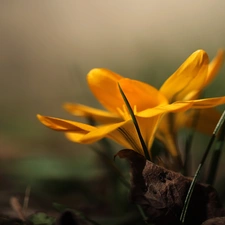 Yellow, Colourfull Flowers, Spring, crocus