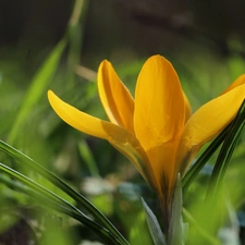 Yellow, Colourfull Flowers, Spring, crocus