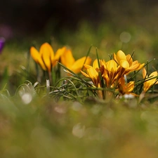 Yellow, Flowers, Spring, crocuses