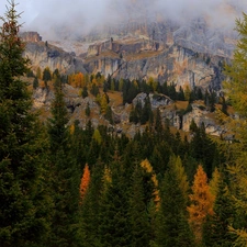 Fog, Mountains, viewes, Spruces, trees, rocks