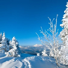 winter, Snowy, Spruces, Mountains